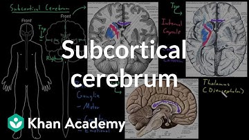 Subcortical cerebrum | Organ Systems | MCAT | Khan Academy