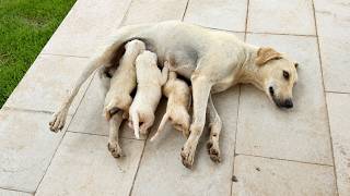 Abandoned Mama Dog Leads Us to Her Babies ❤️ 🐶