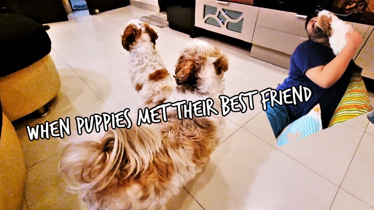 Puppies meeting their best friend | Puppies' reaction on ...