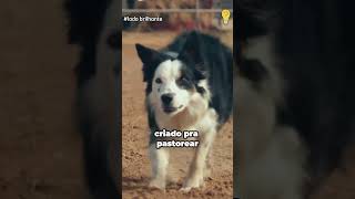 O verdadeiro gênio de quatro patas #animais #shorts