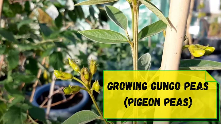 Growing Gungo Peas (Pigeon Peas)