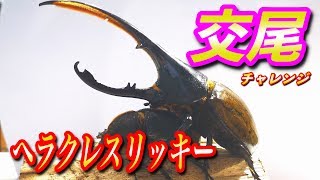 The world's largest rhinoceros beetle couple is so beautiful I'm