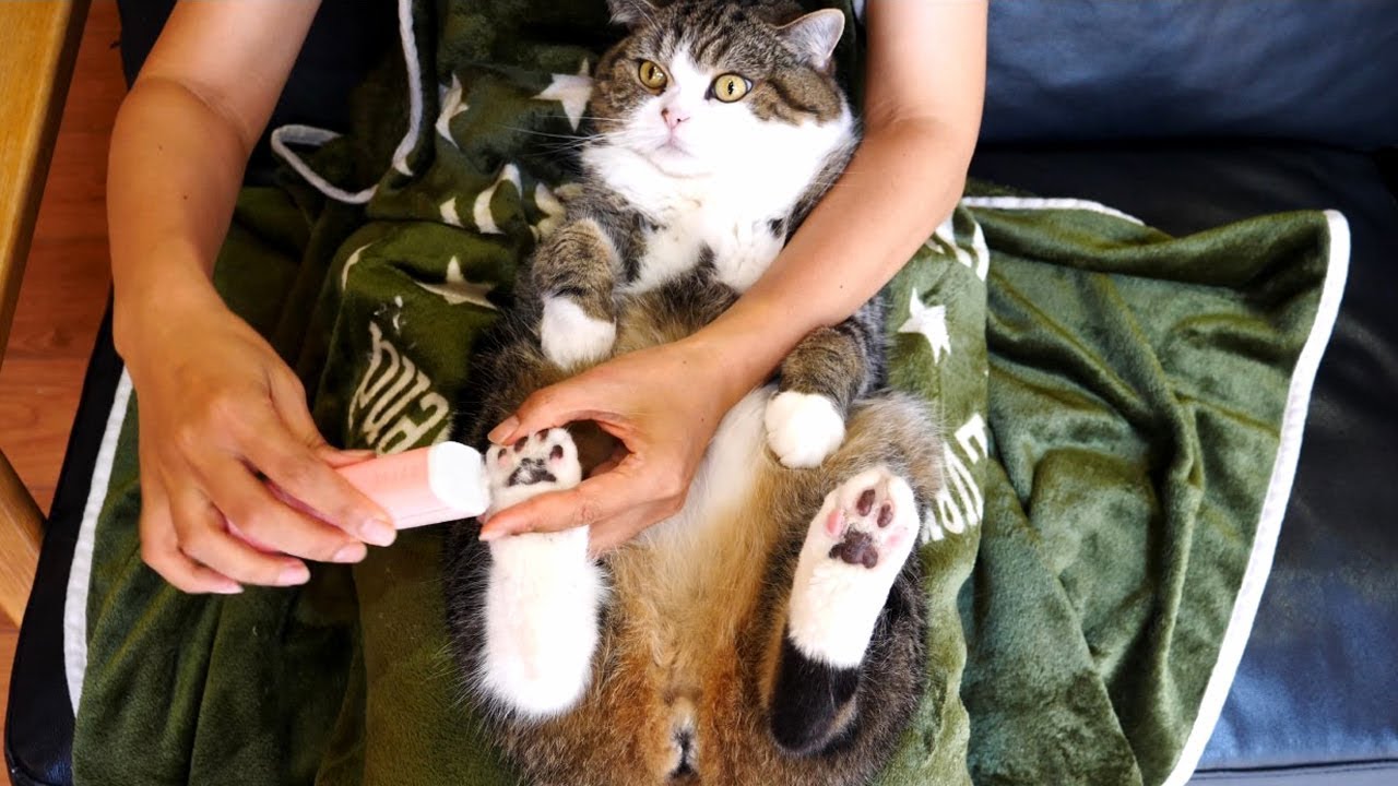 肉球の間の毛をカットされるねこ Maru S Paw S Fur Is Trimmed Youtube