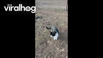 Owner Catches Cat Rolling In Manure || ViralHog