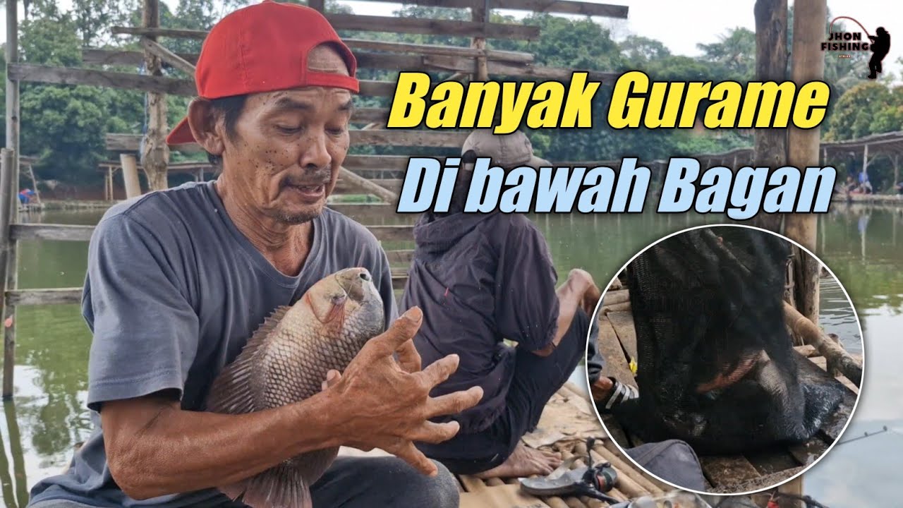 Banyak Gurame Di Bawah Bagan | Pemancingan Undui