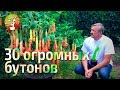 Бругмансия - закончилась первая волна, 7 июля