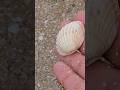Found a Rare Mysterious Sea Shell Under the Sand 🐚✨ #shorts