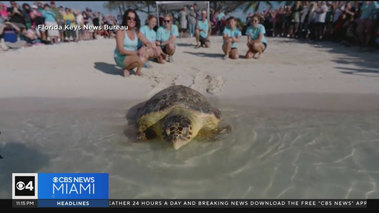 Loggerhead sea turtle released back into the ocean - YouTube