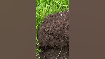 Minelab Manticore 2D Screen & Tone for an Old Shotgun Cartridge | Metal Detecting