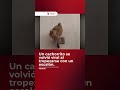 🐶💔 ¡Mucha ternura! Un cachorrito se volvió viral al tropezarse con un escalón.