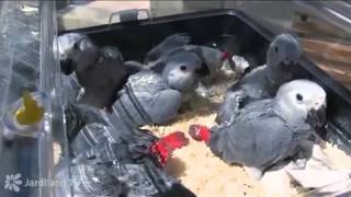 Natacha Harry Nous Emmène Dans Une Volière Pour Découvrir Le Monde Des Perroquets