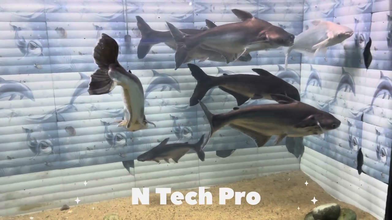 Matsya Darshini at Vizag || Part -1 || N Tech Pro