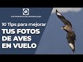 FOTOGRAFIA DE AVES EN VUELO