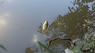 Câu cá rô đồng , Cá mè , Cá chốt miền tây / T168