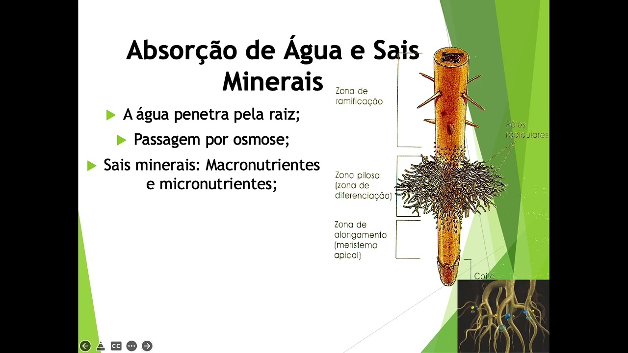 VIDEOAULA - Fisiologia Vegetal