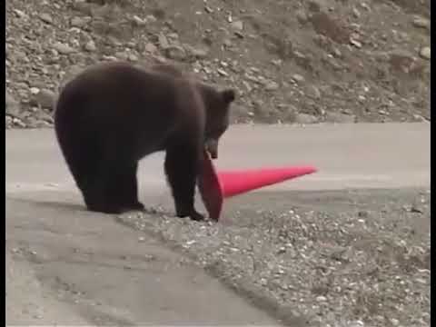Медведь дорожный работник!)  Bear road worker