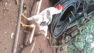 Frango Caipira Gigante