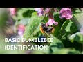 BUMBLEBEE IDENTIFICATION » How to ID the 'Big 8'