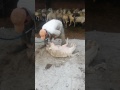 Стрижка овец за минуту