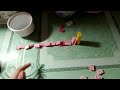 Snapper boy Domino and Wiss Toy Domino - Cure
