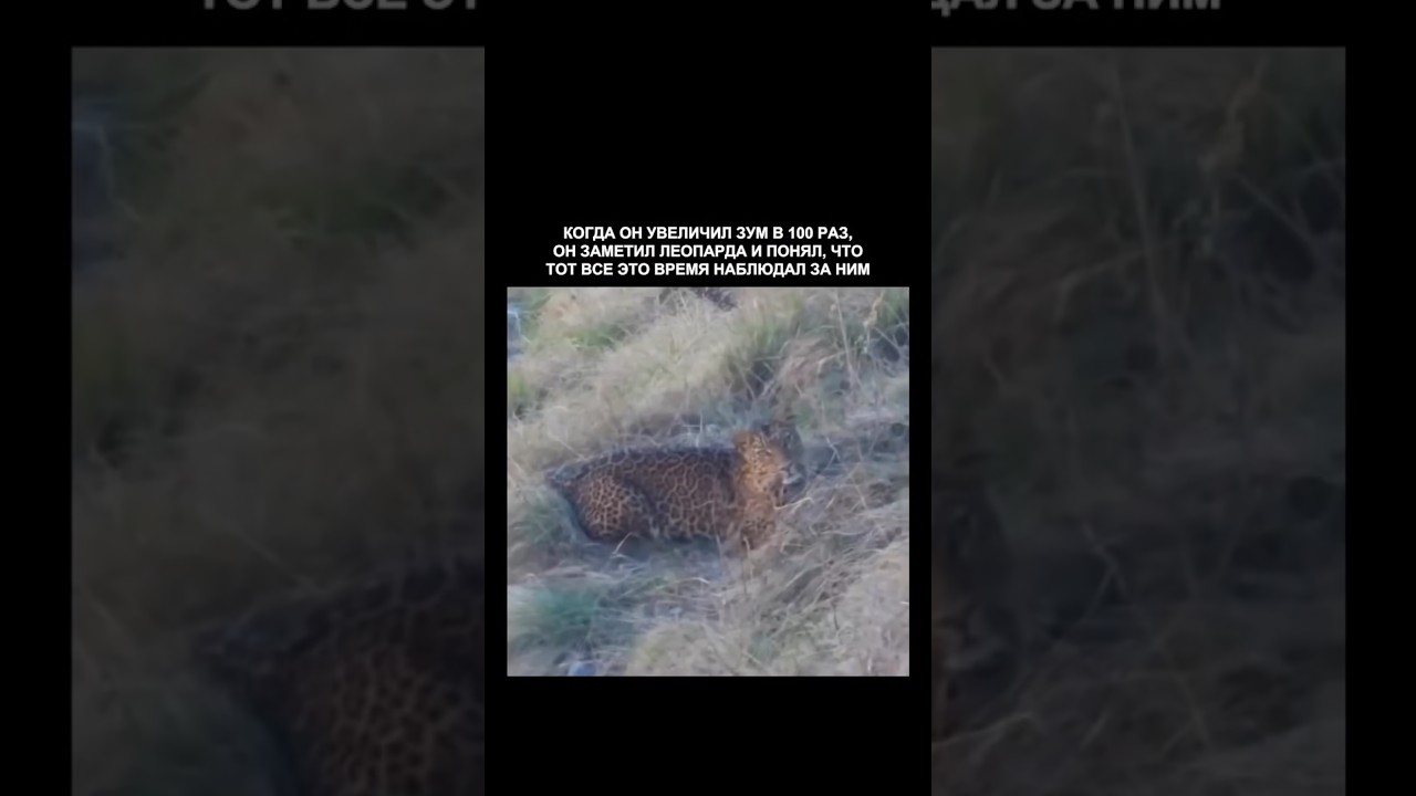 Леопарду не нужен зум что бы видеть жертву 💯#predator #reallife #animals #wildlife #respect #viral