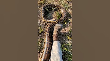 Catching a python is deadly #shorts  #python #animals