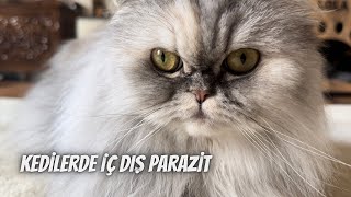 Kedilerde içdış parazit nedir? Kedimize ve bize zararlı mıdır? Önlemleri nedir?