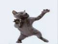 Cat Dancing to Hamster Dance