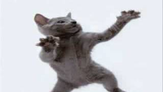 Cat Dancing To Hamster Dance Youtube
