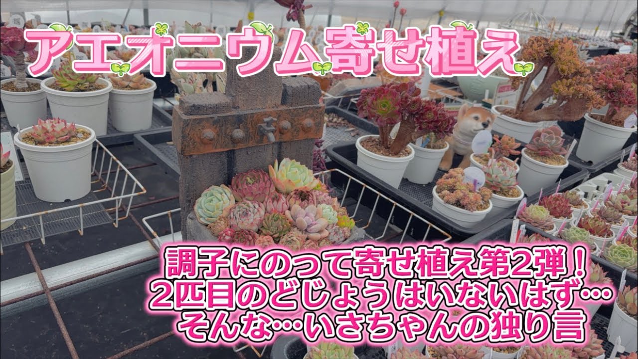 【寄せ植え】第2弾💖今度はアエオニウムに挑戦✊✨2匹目のどじょうよ…俺に微笑んでくれ🤣✨【いさちゃんの独り言】