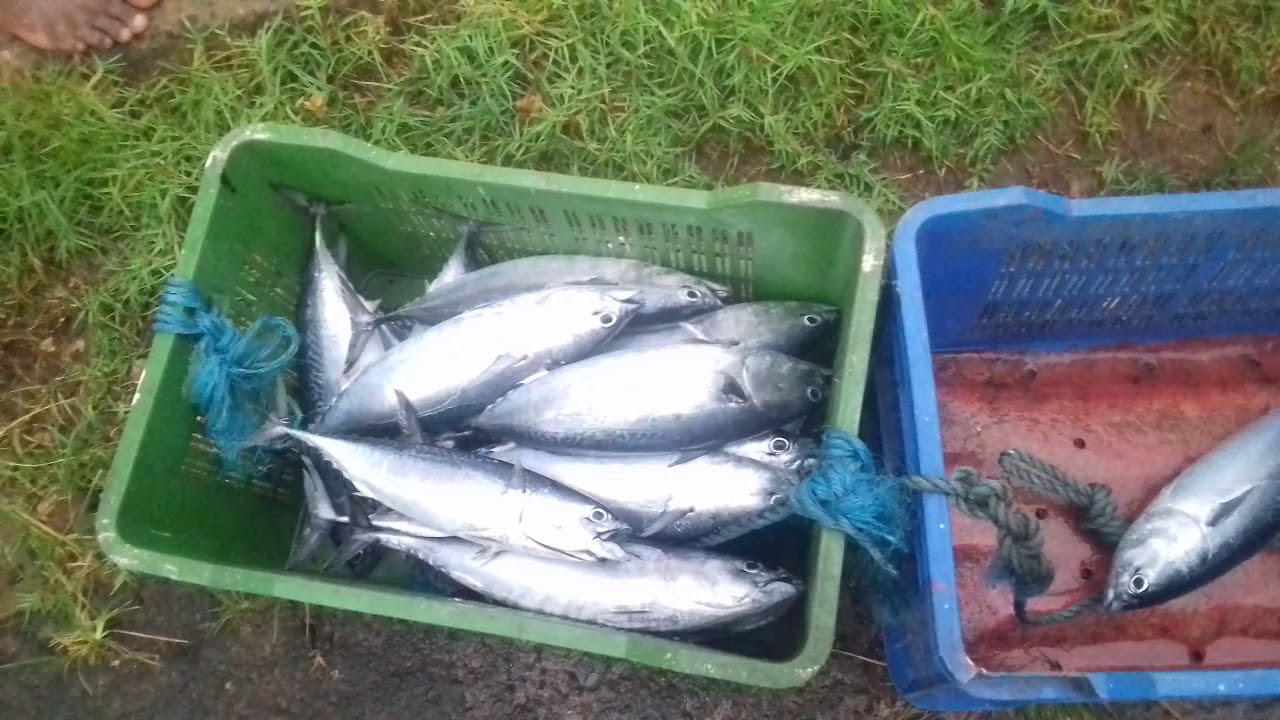 Sri Lanka,ශ්‍රී ලංකා,Ceylon,Unloading fish from Outrigger Proa Boat,Matara Fort YouTube