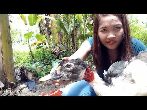 slaughter a duck at home part1#@ms.pizarrovlog