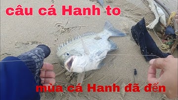 Câu trúng bữa cá ăn khá nhiều toàn là cá Hanh cá Chét cá Ong to không thể tin nổi