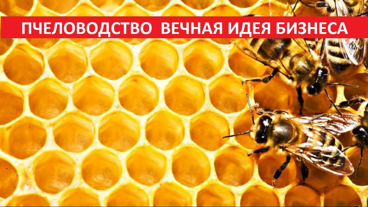 Грант на пчеловодство