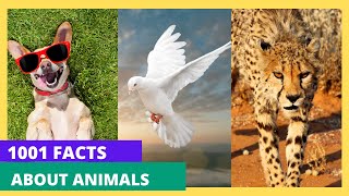 Unveiling 1001 Fascinating Facts About Animals (part 1)