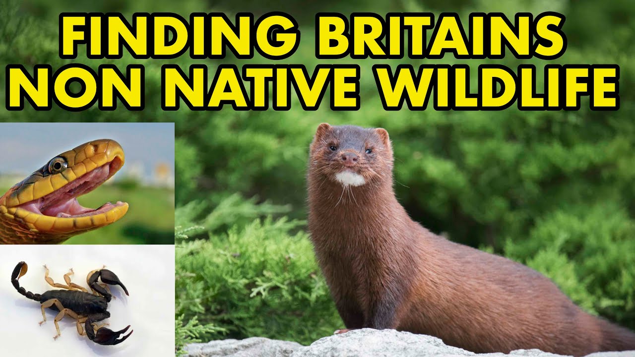 Tracking Down Britain's Weird Non Native Species (Wildlife Series)