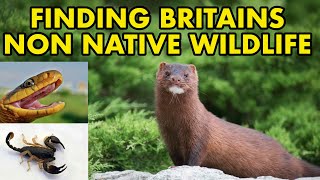 Tracking Down Britain's Weird Non Native Species (Wildlife Series)