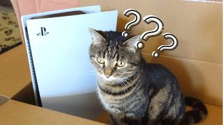 My cats' reaction to unboxing of the PS5 console!
