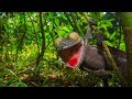 How to Photograph Rainforest Wildlife | Wildlife Photography Tips