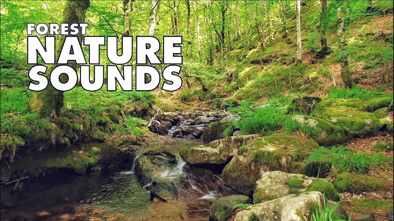 💚 Wonderful sounds of the forest, mountain stream and birdsong ...