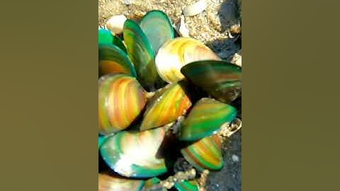 videos đi bắt hải sản #31 bắt vẹm xanh ở biển Vũng Tàu: Mò Cua Bắt Ốc - Tv #shorts​.