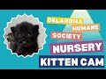 Oklahoma Humane Society Live Stream