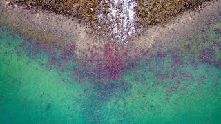 Drone Footage Of Salmon Preparing To Spawn