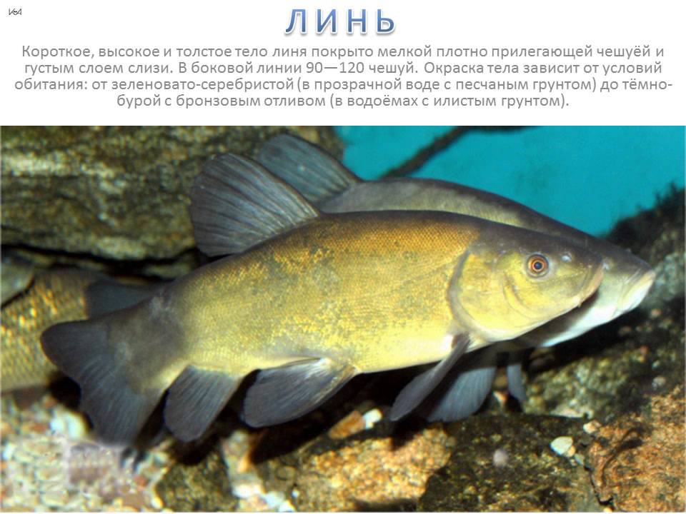 Линь Рыба Фото