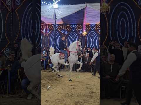 رقص خيل محمد جمعة البراجيلي و فريد بيه 2025