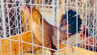 Una Gallina Cantado 🤨