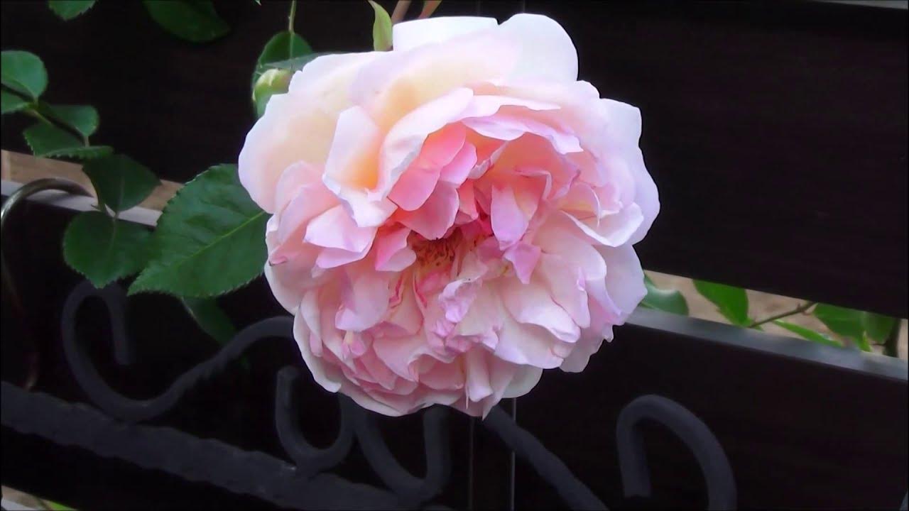 【プレミアム映像 春バラ2019】㉘オーギュスト・ジェルベ（ Auguste Gervais） YouTube