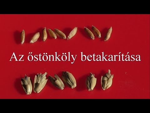 Videó: A cikórianövények betakarítása – Hogyan és mikor kell betakarítani a cikória gyökereit és leveleit