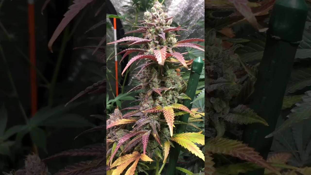 💙Shishkaberry 💙