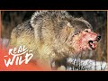 The War Of The Wolf Packs - Part 1 (Wolf Documentary HD) | White Wolf | Real Wild